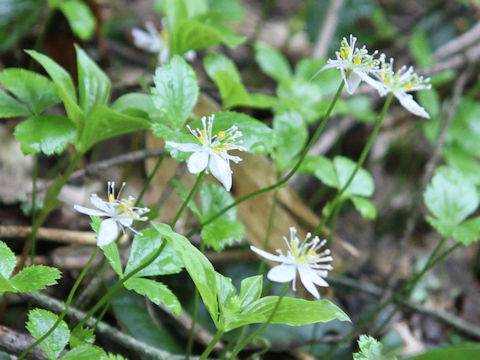 Coptis trifolia