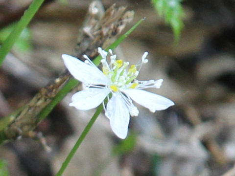 Coptis trifolia