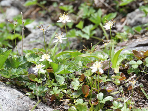 Coptis trifolia