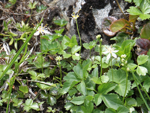 Coptis trifolia