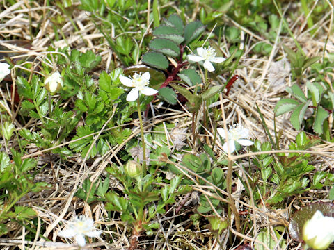 Coptis trifolia