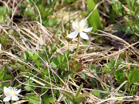 Coptis trifolia