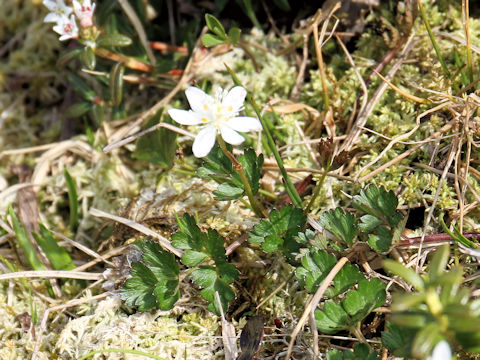 Coptis trifolia