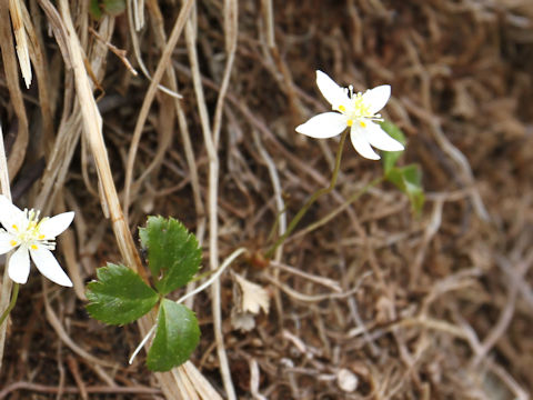 Coptis trifolia