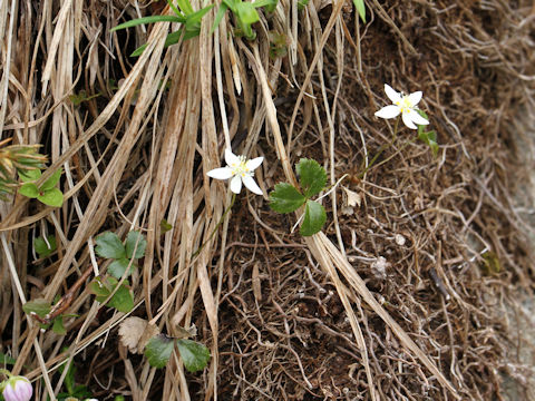 Coptis trifolia