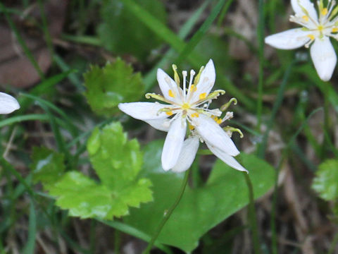 Coptis trifolia