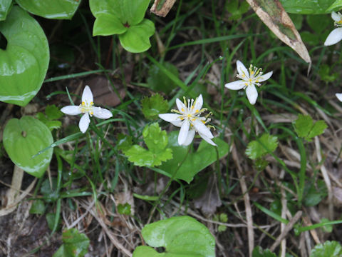 Coptis trifolia