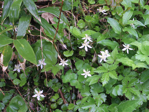 Coptis trifolia