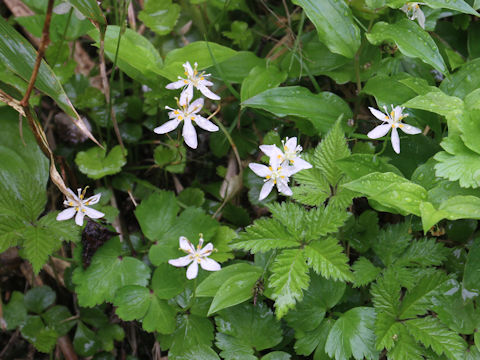 Coptis trifolia