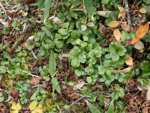 Coptis trifolia