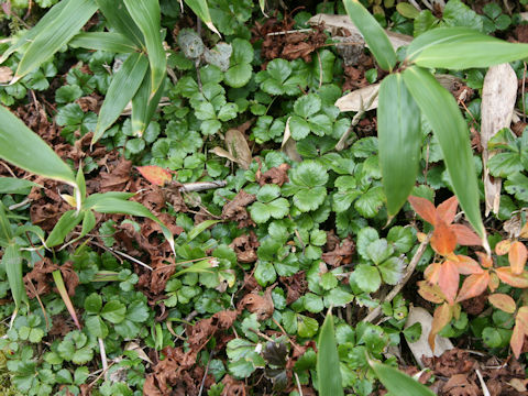 Coptis trifolia