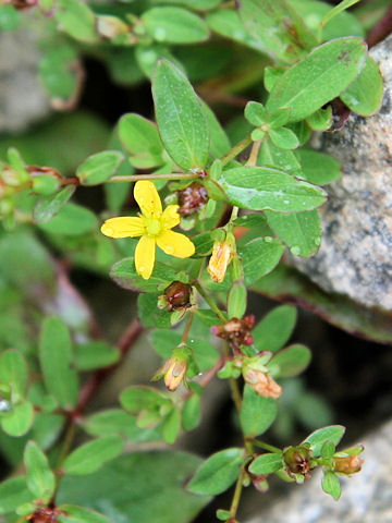 Hypericum kamtschaticum var. senanense