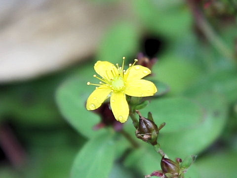 Hypericum kamtschaticum var. senanense