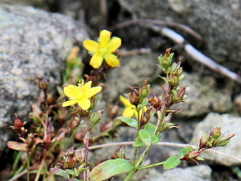 Hypericum kamtschaticum var. senanense