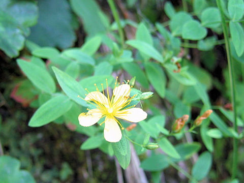 Hypericum kamtschaticum var. senanense