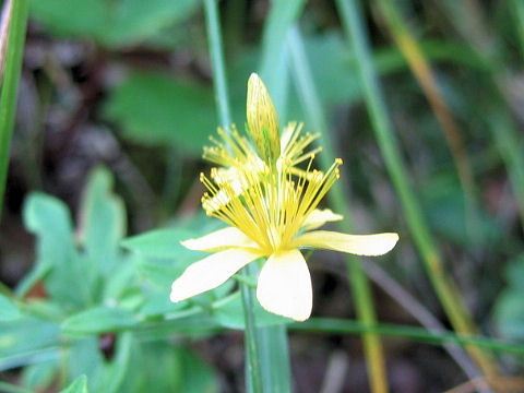 Hypericum kamtschaticum var. senanense