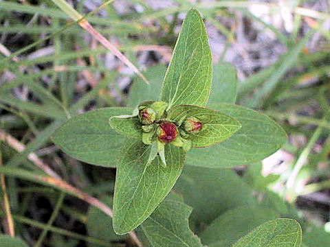 Hypericum kamtschaticum var. senanense