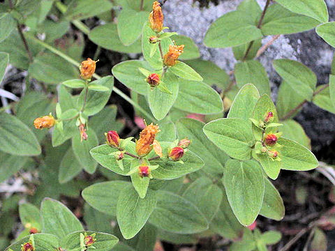 Hypericum kamtschaticum var. senanense