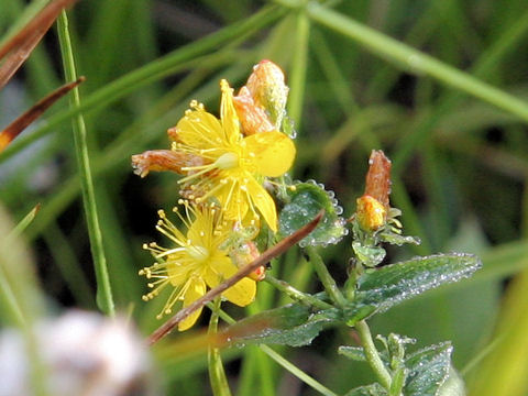 Hypericum kamtschaticum var. senanense