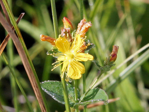 Hypericum kamtschaticum var. senanense