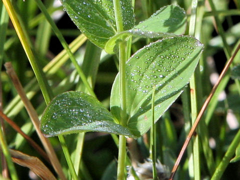 Hypericum kamtschaticum var. senanense