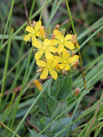 Hypericum kamtschaticum var. senanense