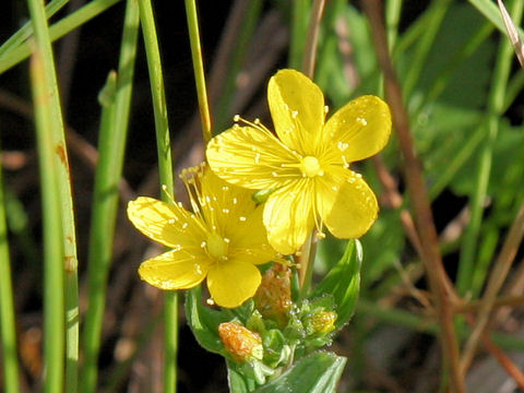 Hypericum kamtschaticum var. senanense