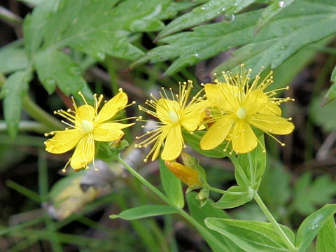 Hypericum kamtschaticum var. senanense