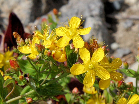 Hypericum kamtschaticum var. senanense