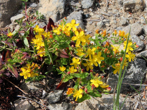 Hypericum kamtschaticum var. senanense