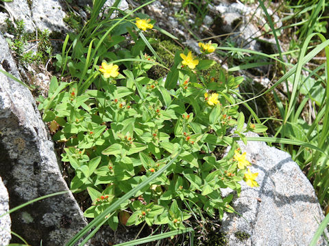 Hypericum kamtschaticum var. senanense