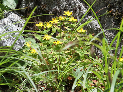 Hypericum kamtschaticum var. senanense