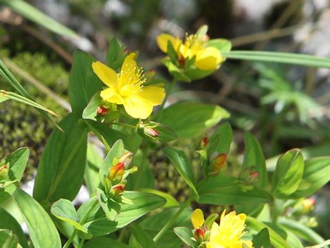 Hypericum kamtschaticum var. senanense