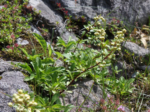 Artemisia pedunculosa