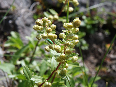 Artemisia pedunculosa