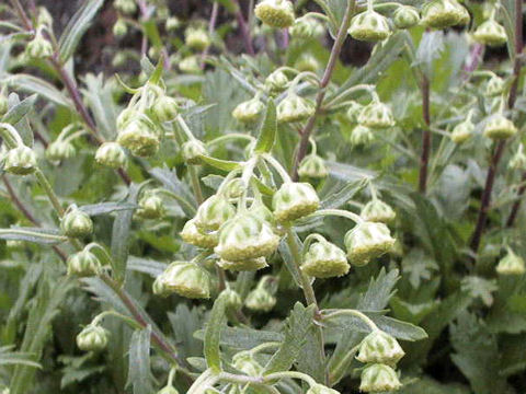 Artemisia pedunculosa