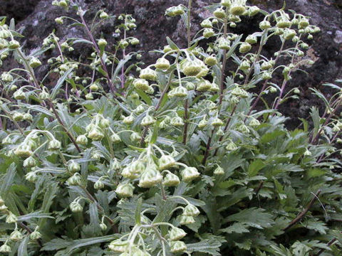Artemisia pedunculosa