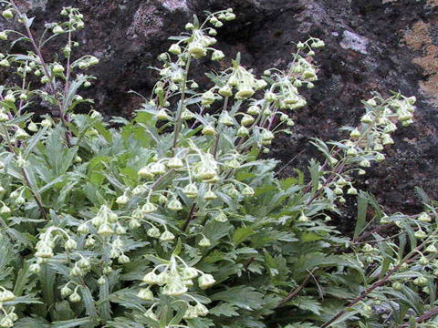 Artemisia pedunculosa