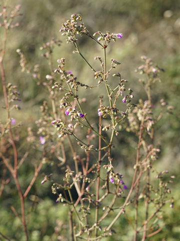 Mirabilis albida