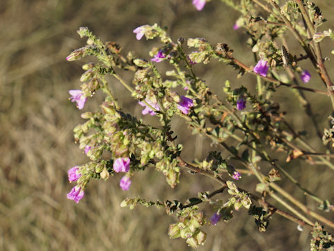 Mirabilis albida