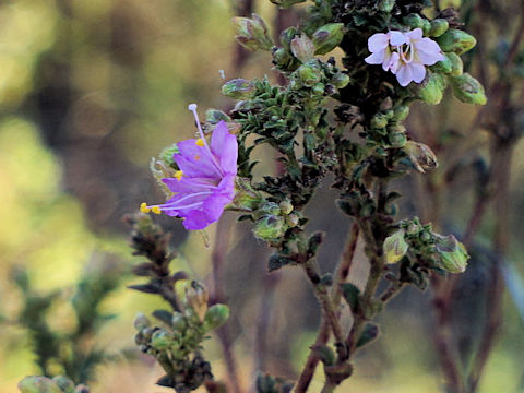 Mirabilis albida