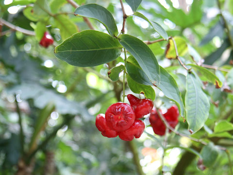 Syzygium aqueum