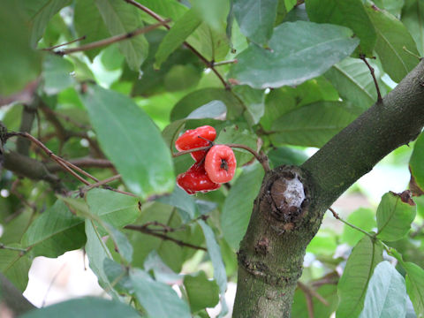 Syzygium aqueum