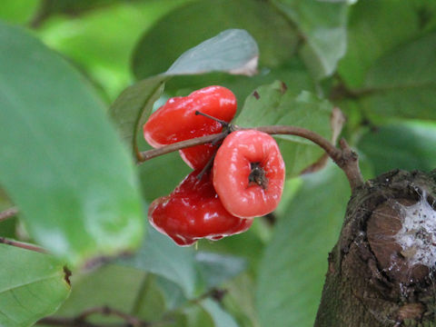 Syzygium aqueum