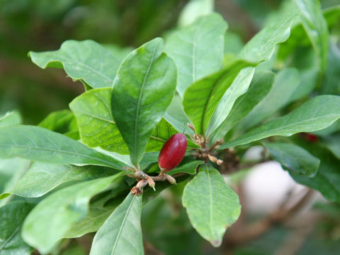 Synsepalum dulcificum