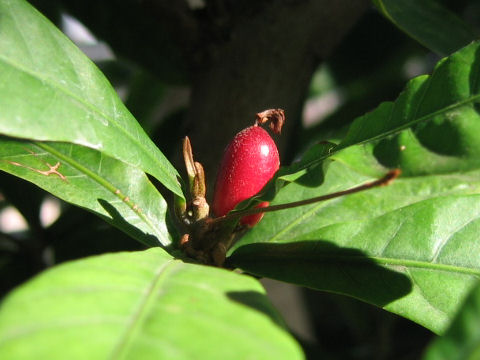 Synsepalum dulcificum