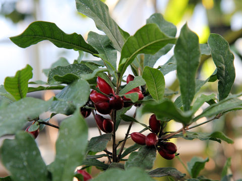 Synsepalum dulcificum