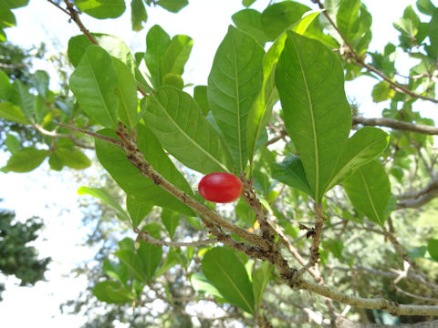 Synsepalum dulcificum