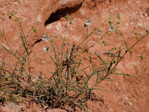 Mirabilis linearis