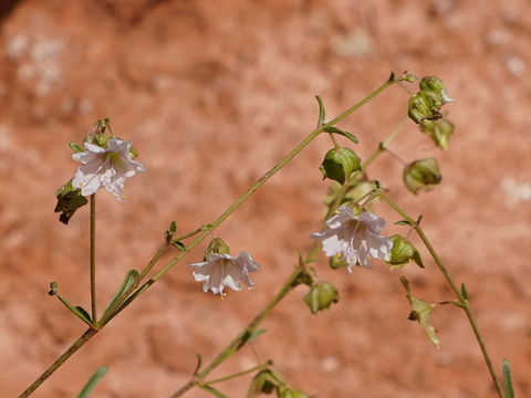 Mirabilis linearis